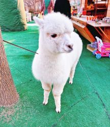 -萌宠亲子动物乐园(槐房万达店)