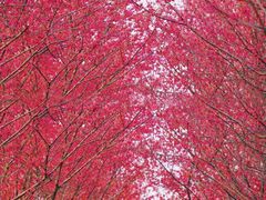 -合肥滨湖国家森林公园