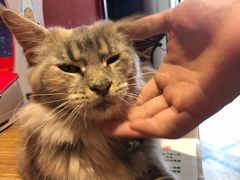 -猫色咖啡·猫咖