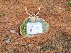 -上海兴国宾馆香樟园西餐厅