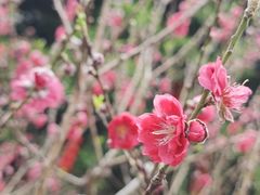 -桃花涧
