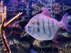 -上海海洋水族馆