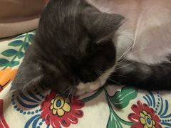 -more than meow吴止猫主题餐厅(承德 中船汇店)