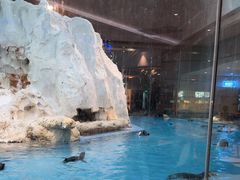 -帝企鹅自助餐厅•儿童岛•真企鹅(长隆企鹅酒店)