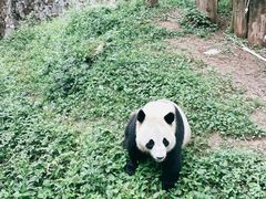 -都江堰中华大熊猫苑