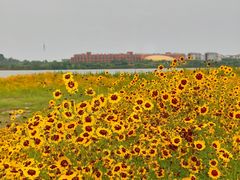 -梁子湖东篱老屋生态庄园