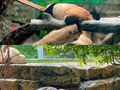 -灵玲国际马戏城