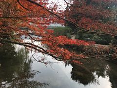 -西湖外事游船(花港观鱼码头)