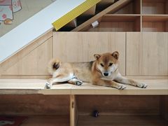 -是阿柴呀！柴犬咖啡·爱喵喵猫咖