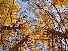 -塞罕坝国家级自然保护区