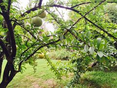 -三亚珠江南田温泉度假区