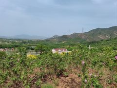 -密云玫瑰情园