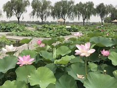 -白洋淀景区