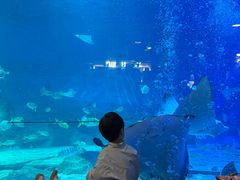 -烟台海昌鲸鲨海洋公园