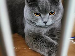 -安安宠医·臻爱宠物医院(簇锦北路分院)