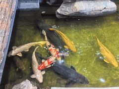 -大水车公馆·顺德菜·妈姐菜(均安店)