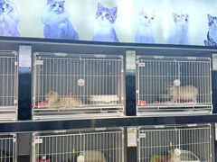 -翊宠yipet猫狗购宠庄园犬舍•猫舍
