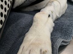 -爱侣宠医·鹦鹉专科·小型哺乳类·异宠专科(灵石路店)