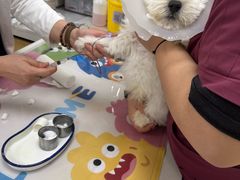 -美联众合动物医院·24h京西诊疗中心