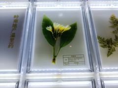 -广东中医药博物馆