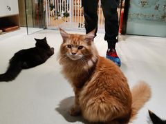 -藏猫猫咖啡主题馆(中央大道店)