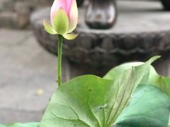 -普陀山风景名胜区-法雨禅寺