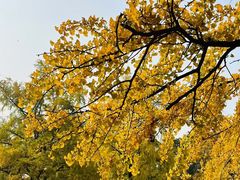 -四川大学(华西校区)