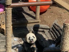 -大连森林动物园