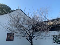 -香雪海