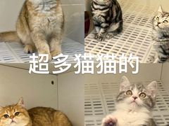 -lincat·猫舍(广州店)