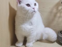 -猫宠乐园·专业洗护
