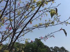 -金山植物公园