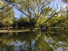 -上海共青森林公园