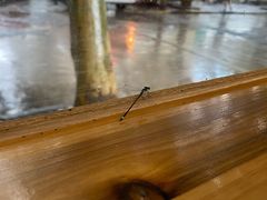 -九府羊·鲜羊火锅·烤串(新华路店)