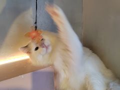 -猫儿山۰猫主题餐厅