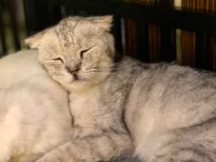 -more than meow吴止猫主题餐厅(承德 中船汇店)