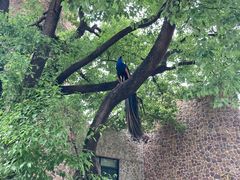 -J Create城市露营咖啡·简餐·宠物(上海动物园店)