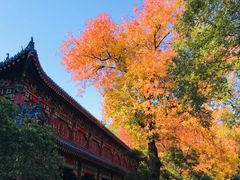 -灵谷景区
