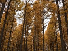 -塞罕坝国家级自然保护区