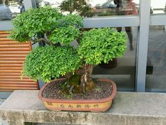 -九华山聚龙大酒店