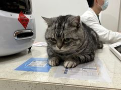 -艾贝尔宠物医院·24H转诊中心·肿瘤猫专科(江宁双龙店)