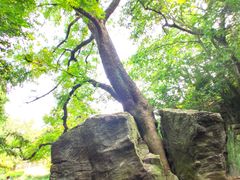 -第一山景区