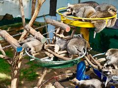 -西霞口神雕山野生动物世界