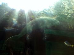 -悉尼海洋生物水族馆