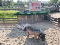 -前小桔亲子创意农场·草莓采摘·露营烧烤