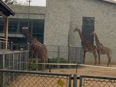 -石家庄市动物园