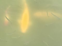 -泰州凤城河风景区-泰山公园