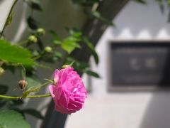 -艺圃