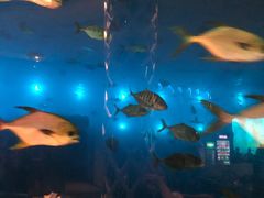 -瑞德姆美人鱼海底演艺主题餐厅(亚龙湾店)