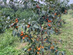 -凡碧诗毛孔清洁收细